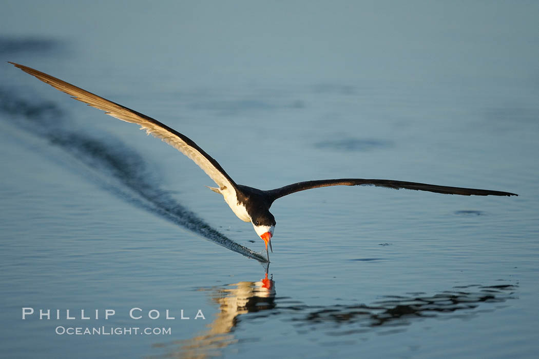 Black skimmer forages by flying over shallow water with its lower mandible dipping below the surface for small fish. San Diego Bay National Wildlife Refuge, California, USA, Rynchops niger, natural history stock photograph, photo id 17420