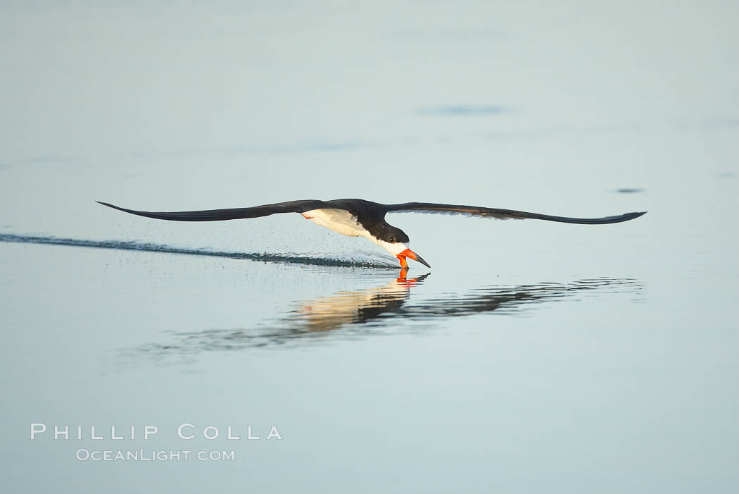 Black skimmer forages by flying over shallow water with its lower mandible dipping below the surface for small fish. San Diego Bay National Wildlife Refuge, California, USA, Rynchops niger, natural history stock photograph, photo id 17429