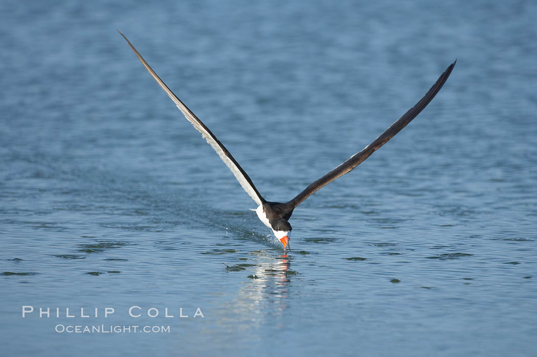 Black skimmer forages by flying over shallow water with its lower mandible dipping below the surface for small fish. San Diego Bay National Wildlife Refuge, California, USA, Rynchops niger, natural history stock photograph, photo id 17441