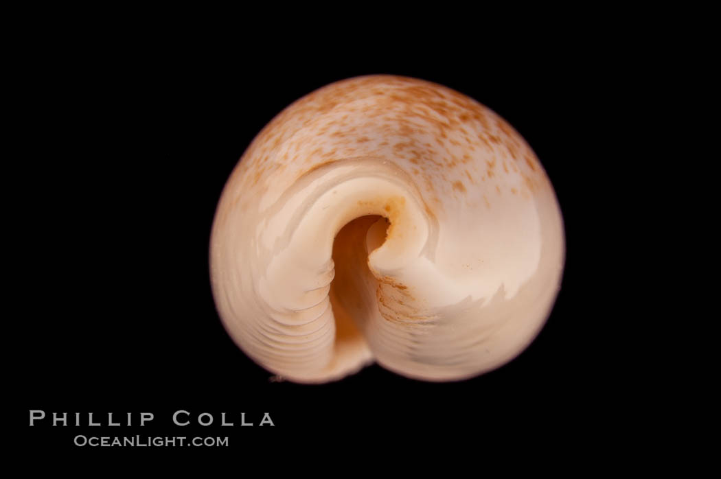 Ryu-Kyu Islands Cowrie., Cypraea luchuana, natural history stock photograph, photo id 08195