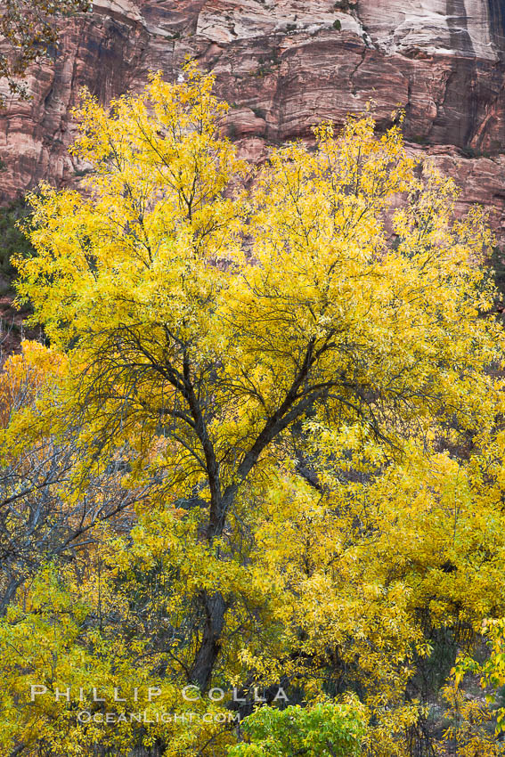 Cottonwood tree in autumn, red sandstone cliffs, fall colors., natural history stock photograph, photo id 26110