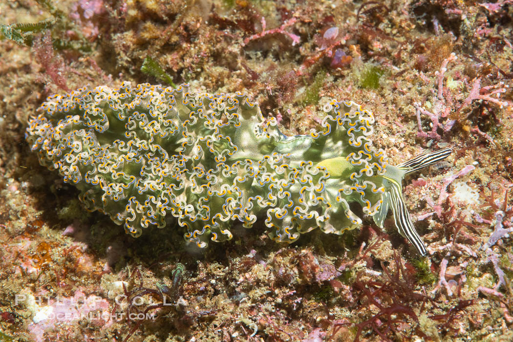 Sacoglossan nudibranch Elysia diomedea, Sea of Cortez, Mexico, Elysia diomedea, Islas San Lorenzo, Baja California Sacoglossan nudibranch Elysia diomedea, Sea of Cortez, Mexico, Elysia diomedea, Islas San Lorenzo, Baja California