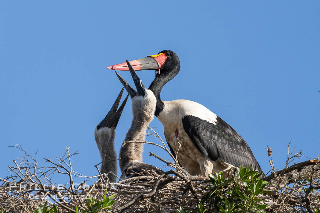 Saddle-Billed Stork, Ephippiorhynchus senegalensis, Masai Mara. Maasai Mara National Reserve, Kenya, Ephippiorhynchus senegalensis, natural history stock photograph, photo id 39607