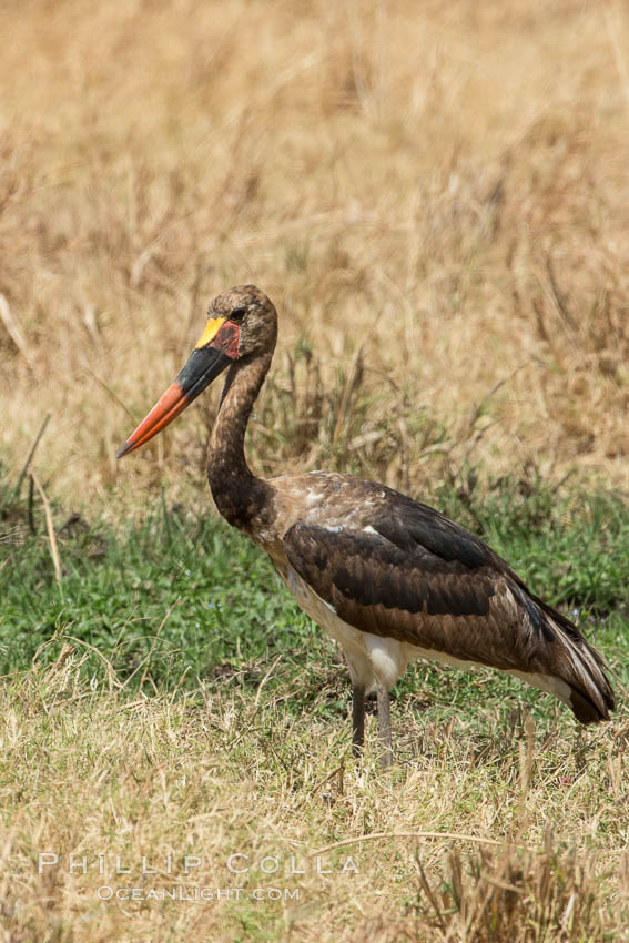 Saddle-billed stork, Meru National Park, Kenya., Ephippiorhynchus senegalensis, natural history stock photograph, photo id 29722