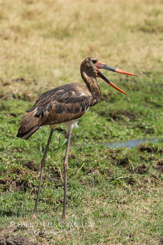 Saddle-billed stork, Meru National Park, Kenya., Ephippiorhynchus senegalensis, natural history stock photograph, photo id 29724