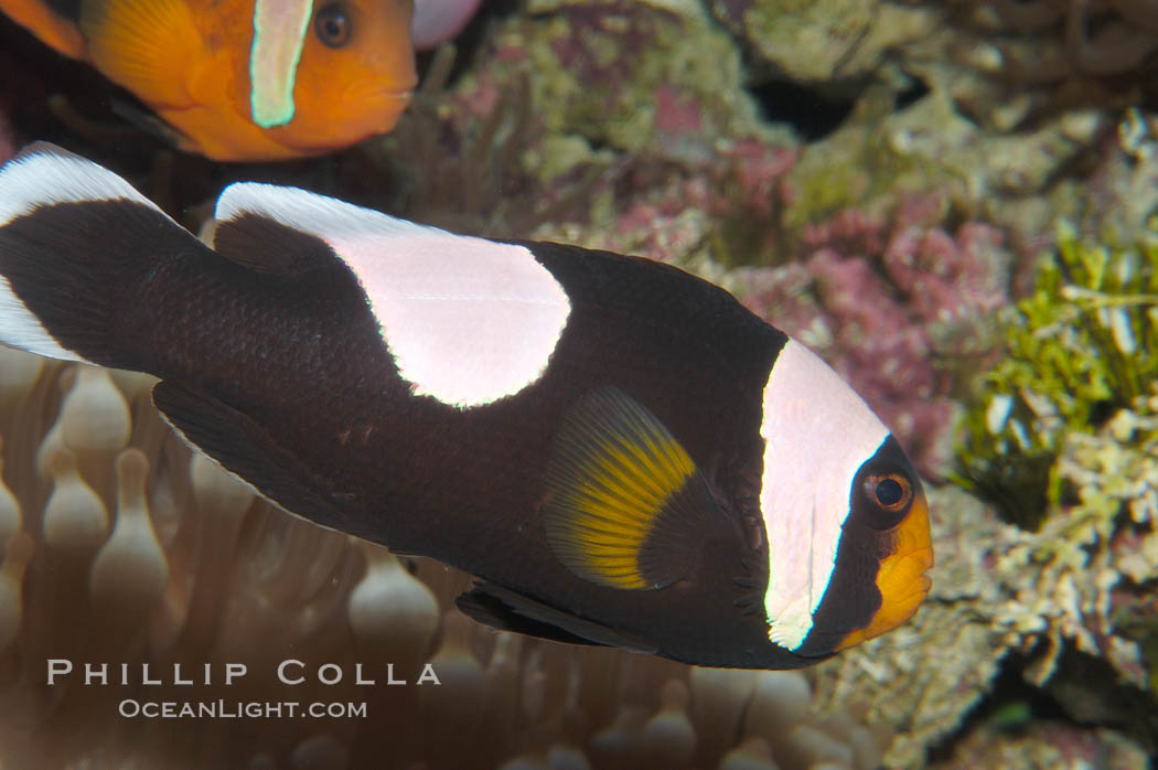 Saddleback clownfish., Amphiprion polymnus, natural history stock photograph, photo id 08830