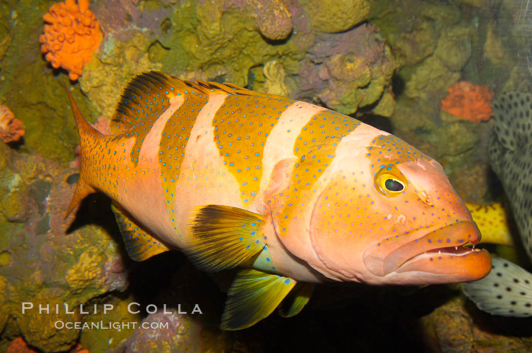 Black saddle grouper., Plectropomus laevis, natural history stock photograph, photo id 12937