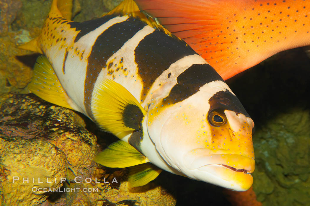 Saddleback coralgrouper., Plectropomus laevis, natural history stock photograph, photo id 12919