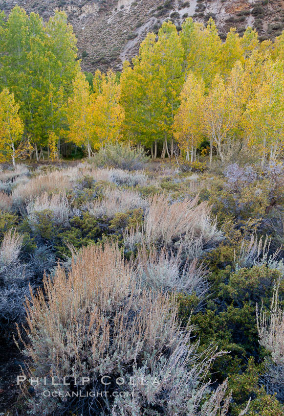 Sage brush and aspen trees, autumn, in the shade of Bishop Creek Canyon in the Sierra Nevada. Bishop Creek Canyon Sierra Nevada Mountains, California, USA, Populus tremuloides, natural history stock photograph, photo id 26067