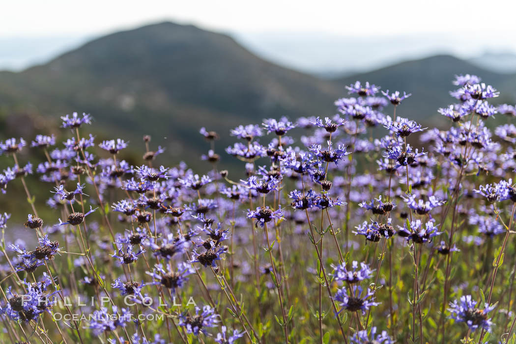 Sage in bloom on Iron Mountain, San Diego. California, USA, natural history stock photograph, photo id 35816
