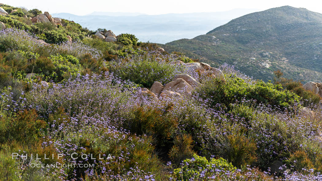 Sage in bloom on Iron Mountain, San Diego. California, USA, natural history stock photograph, photo id 35815