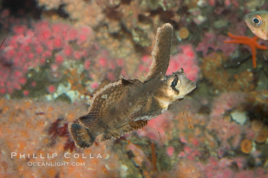 Sailfin sculpin., Nautichthys oculofasciatus, natural history stock photograph, photo id 07897