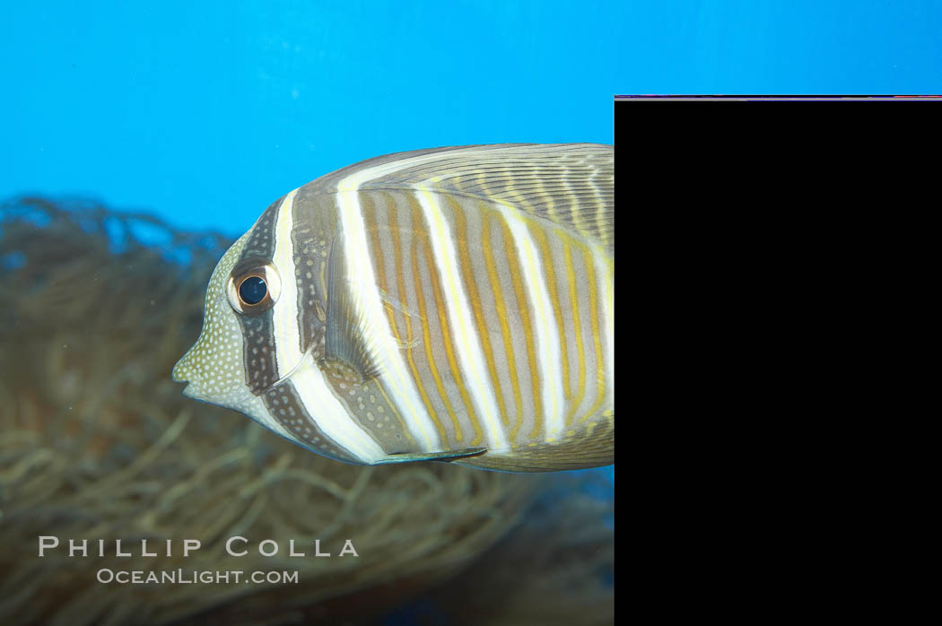 Sailfin tang., Zebrasoma veliferum, natural history stock photograph, photo id 11832