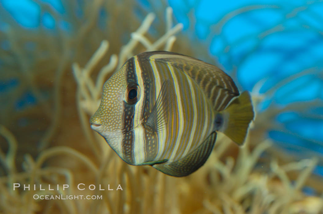 Sailfin tang., Zebrasoma veliferum, natural history stock photograph, photo id 07795