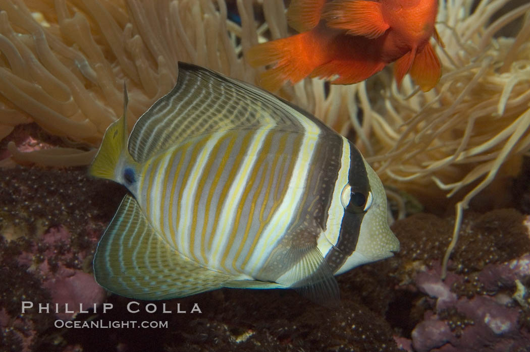 Sailfin tang., Zebrasoma veliferum, natural history stock photograph, photo id 07831