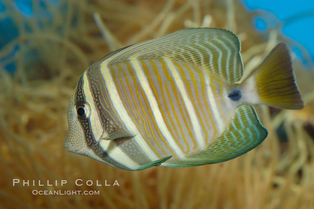 Sailfin tang., Zebrasoma veliferum, natural history stock photograph, photo id 07796