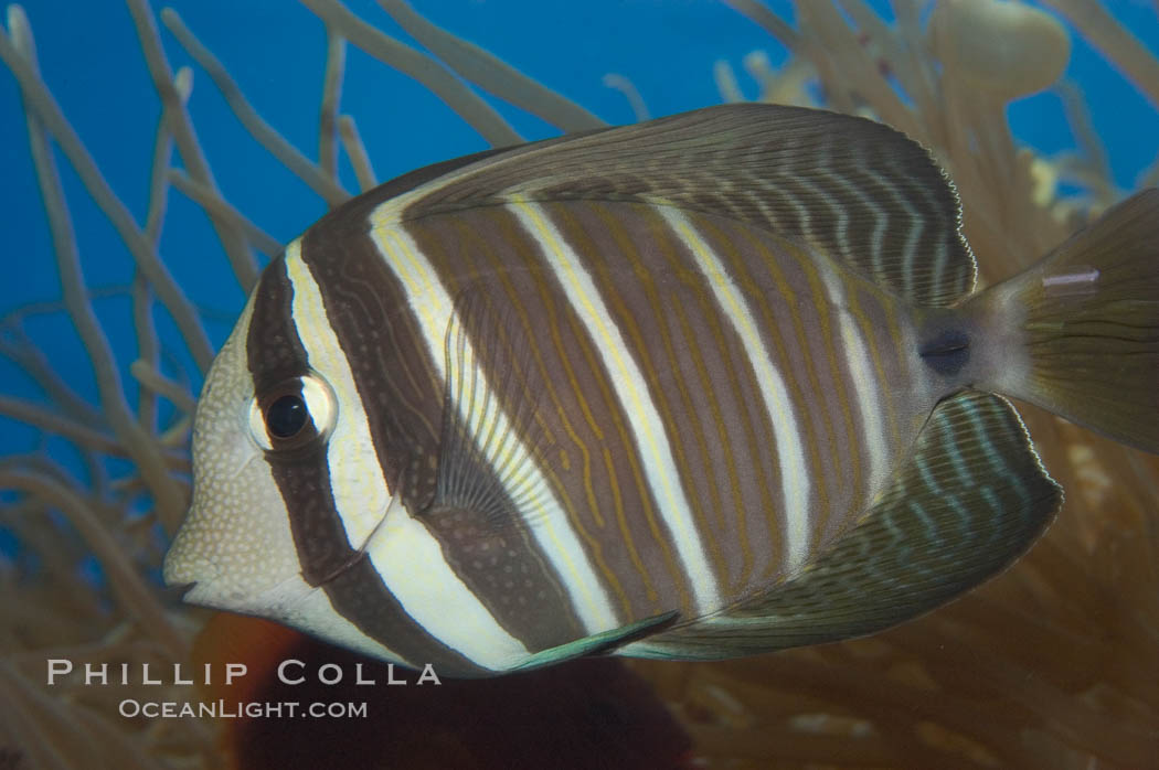 Sailfin tang., Zebrasoma veliferum, natural history stock photograph, photo id 07832