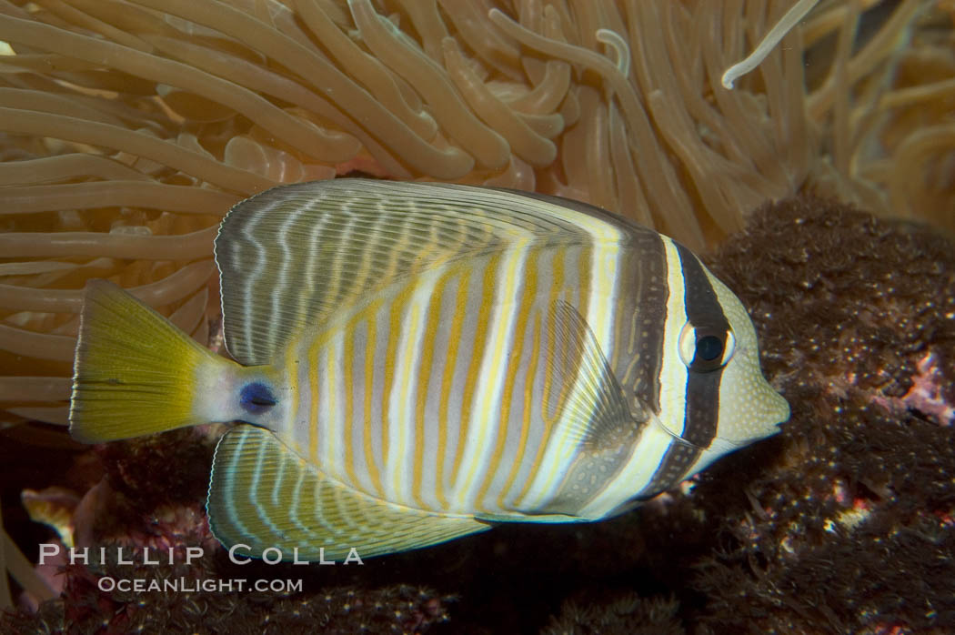 Sailfin tang., Zebrasoma veliferum, natural history stock photograph, photo id 07829