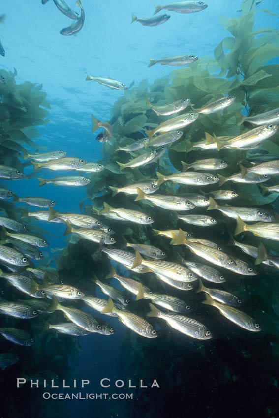 Salema schooling amid kelp forest. Catalina Island, California, USA, Macrocystis pyrifera, Xenistius californiensis, natural history stock photograph, photo id 01022