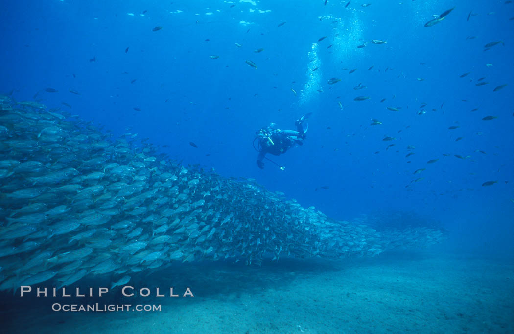 Diver and school of salema. Catalina Island, California, USA, Xenistius californiensis, natural history stock photograph, photo id 01105