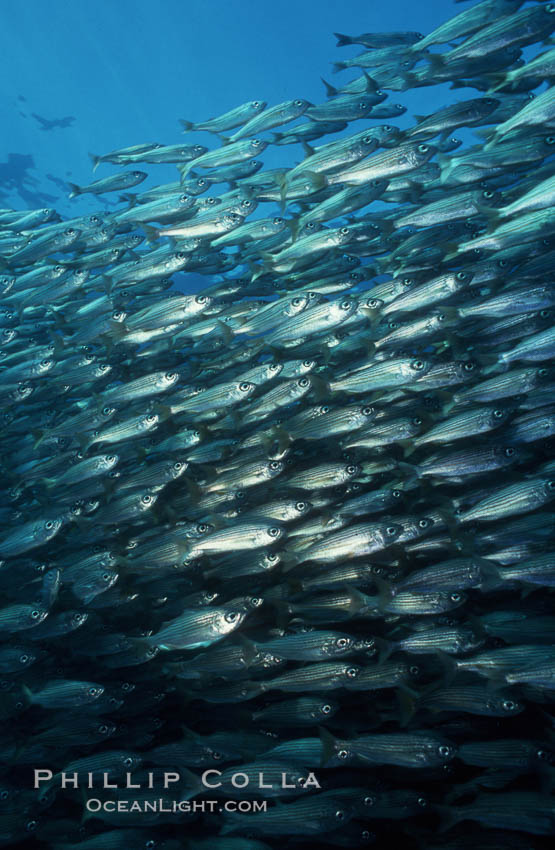 Salema. Catalina Island, California, USA, Xenistius californiensis, natural history stock photograph, photo id 00382