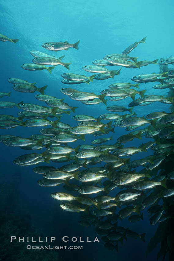 Salema. Catalina Island, California, USA, Xenistius californiensis, natural history stock photograph, photo id 00608