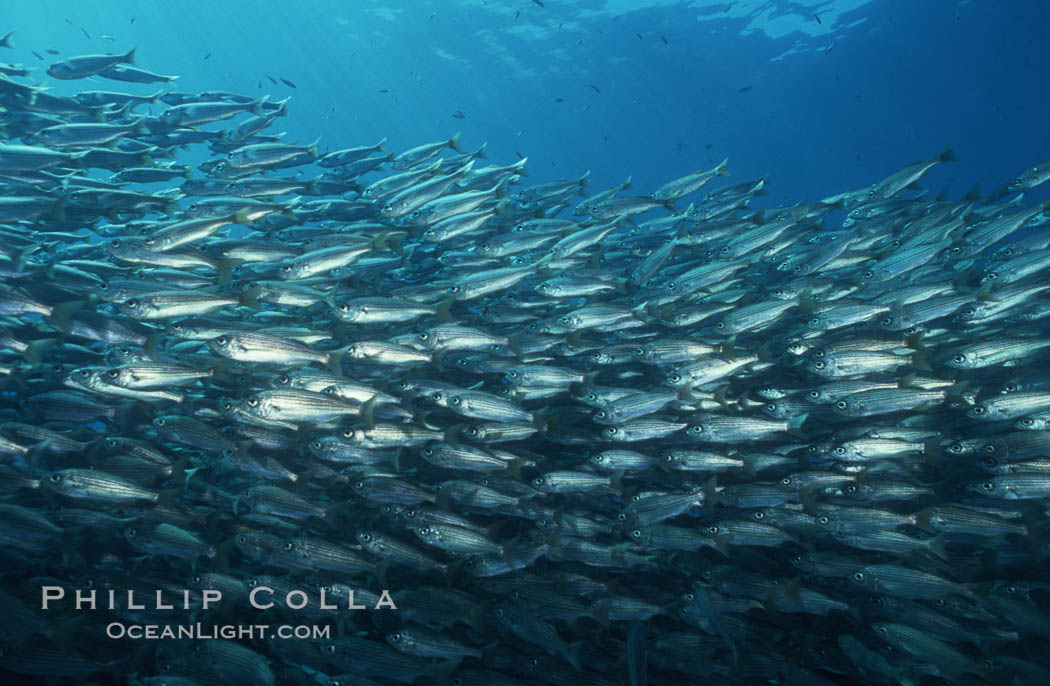 Salema. Catalina Island, California, USA, Xenistius californiensis, natural history stock photograph, photo id 02748