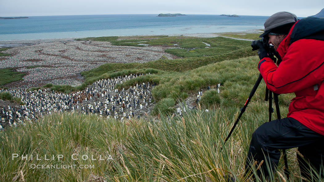 Photographer overlooking the vast king penguin colony at Salisbury Plain, with over 100,000 pairs of king penguins. South Georgia Island, Aptenodytes patagonicus, natural history stock photograph, photo id 24442