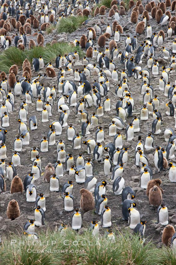 King penguins at Salisbury Plain. South Georgia Island, Aptenodytes patagonicus, natural history stock photograph, photo id 24446