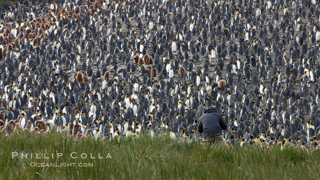 King penguin colony. Over 100,000 pairs of king penguins nest at Salisbury Plain, laying eggs in December and February, then alternating roles between foraging for food and caring for the egg or chick. South Georgia Island, Aptenodytes patagonicus, natural history stock photograph, photo id 24454
