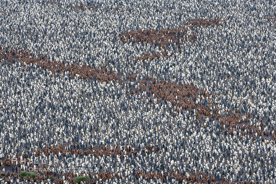 King penguin colony, over 100,000 nesting pairs, viewed from above.  The brown patches are groups of 'oakum boys', juveniles in distinctive brown plumage.  Salisbury Plain, Bay of Isles, South Georgia Island., Aptenodytes patagonicus, natural history stock photograph, photo id 24436
