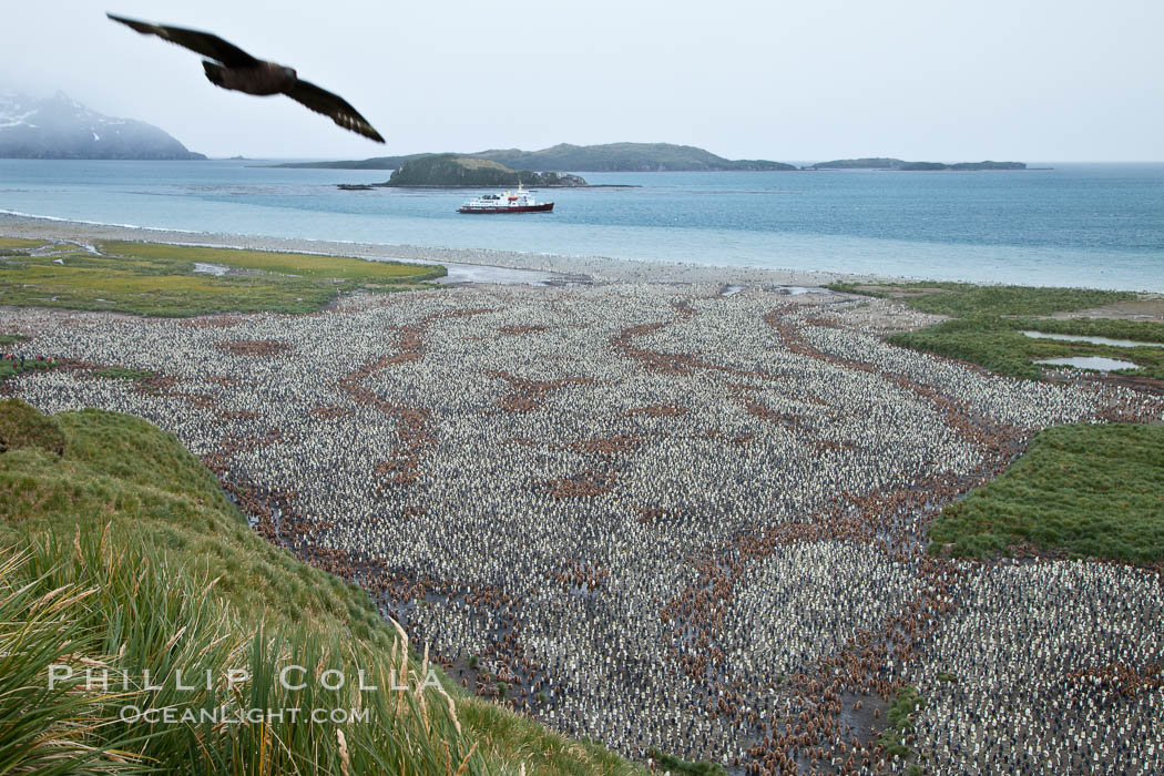 King penguin colony and the Bay of Isles on the northern coast of South Georgia Island.  Over 100,000 nesting pairs of king penguins reside here.  Dark patches in the colony are groups of juveniles with fluffy brown plumage.  The icebreaker M/V Polar Star lies at anchor. Salisbury Plain, Aptenodytes patagonicus, natural history stock photograph, photo id 24440