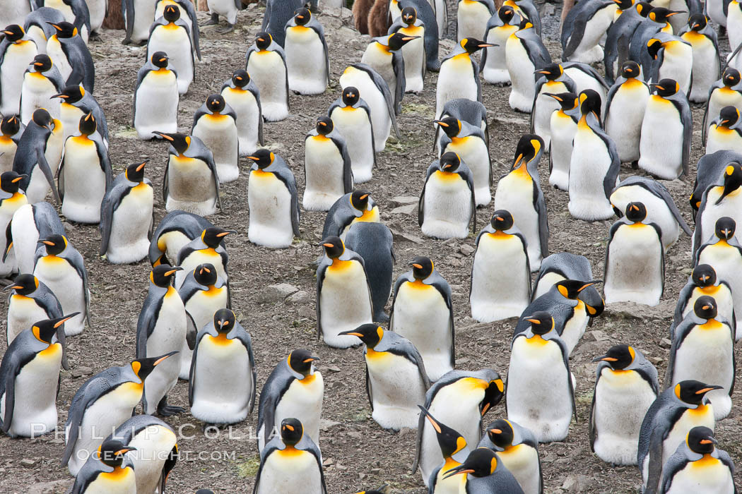 King penguin colony. Over 100,000 pairs of king penguins nest at Salisbury Plain, laying eggs in December and February, then alternating roles between foraging for food and caring for the egg or chick. South Georgia Island, Aptenodytes patagonicus, natural history stock photograph, photo id 24444