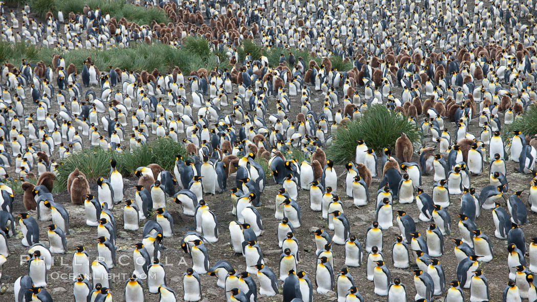 King penguin colony. Over 100,000 pairs of king penguins nest at Salisbury Plain, laying eggs in December and February, then alternating roles between foraging for food and caring for the egg or chick. South Georgia Island, Aptenodytes patagonicus, natural history stock photograph, photo id 24448