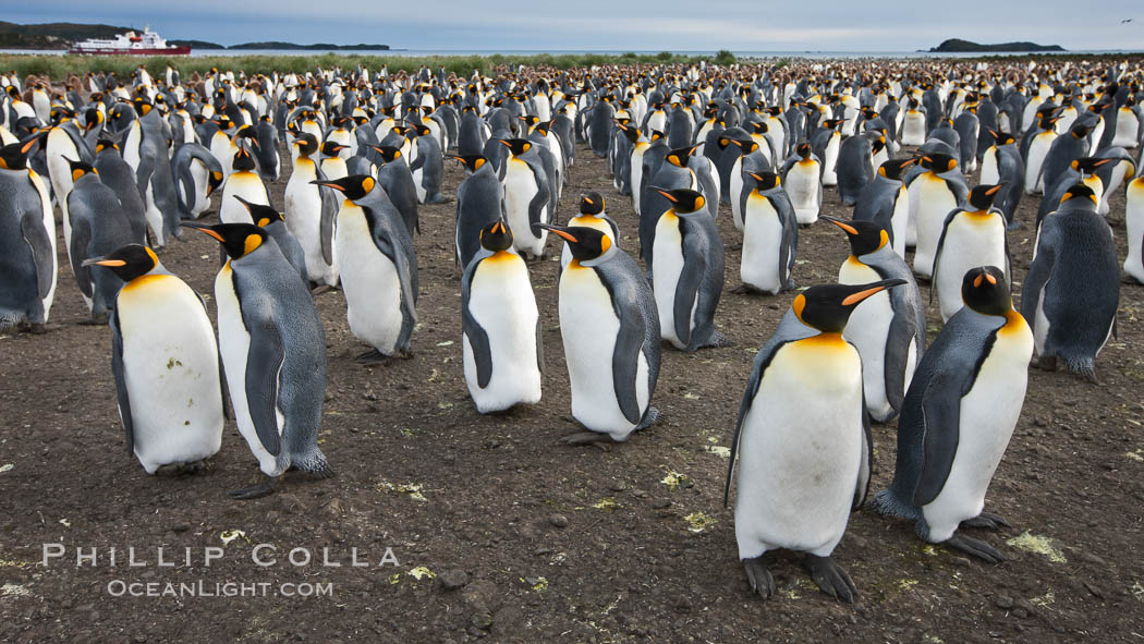 King penguin colony. Over 100,000 pairs of king penguins nest at Salisbury Plain, laying eggs in December and February, then alternating roles between foraging for food and caring for the egg or chick. South Georgia Island, Aptenodytes patagonicus, natural history stock photograph, photo id 24456