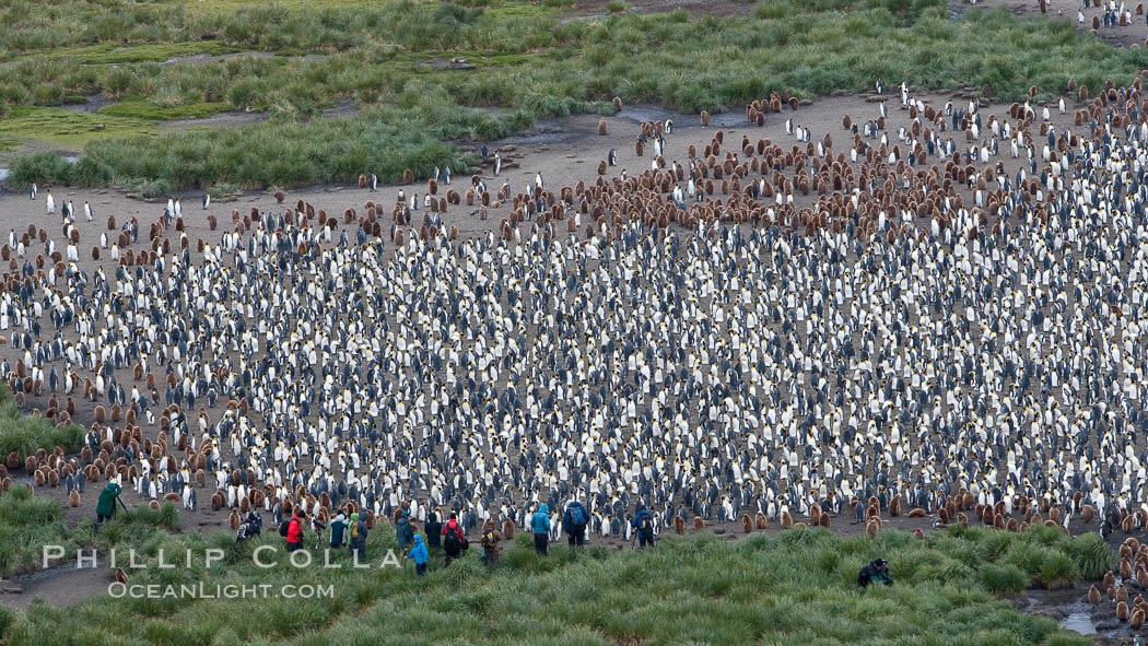 King penguins at Salisbury Plain. South Georgia Island, Aptenodytes patagonicus, natural history stock photograph, photo id 24435
