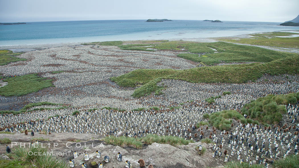 King penguin colony and the Bay of Isles on the northern coast of South Georgia Island.  Over 100,000 nesting pairs of king penguins reside here.  Dark patches in the colony are groups of juveniles with fluffy brown plumage. Salisbury Plain, Aptenodytes patagonicus, natural history stock photograph, photo id 24443