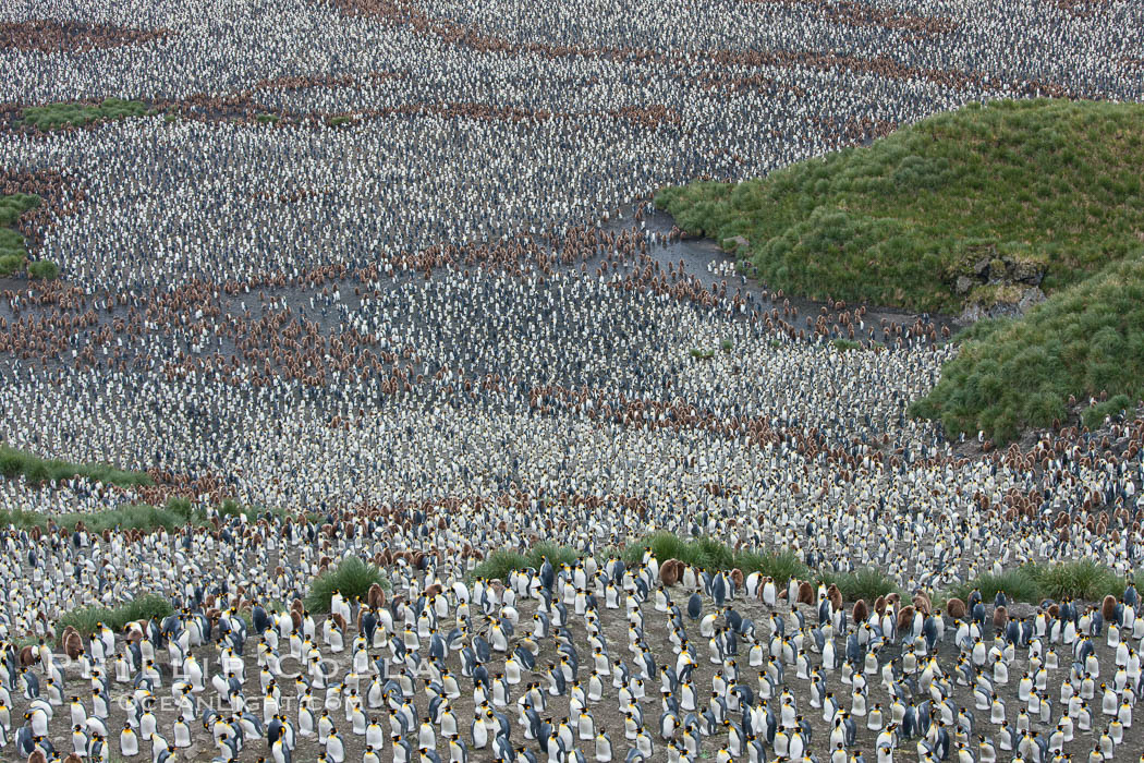 King penguin colony, over 100,000 nesting pairs, viewed from above.  The brown patches are groups of 'oakum boys', juveniles in distinctive brown plumage.  Salisbury Plain, Bay of Isles, South Georgia Island., Aptenodytes patagonicus, natural history stock photograph, photo id 24447