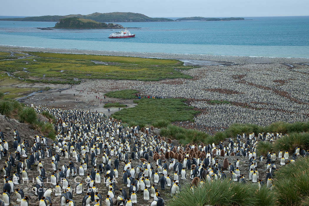 King penguin colony and the Bay of Isles on the northern coast of South Georgia Island.  Over 100,000 nesting pairs of king penguins reside here.  Dark patches in the colony are groups of juveniles with fluffy brown plumage.  The icebreaker M/V Polar Star lies at anchor. Salisbury Plain, Aptenodytes patagonicus, natural history stock photograph, photo id 24441