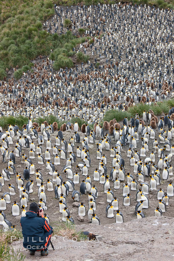 Photographer overlooking the vast king penguin colony at Salisbury Plain, with over 100,000 pairs of king penguins. South Georgia Island, Aptenodytes patagonicus, natural history stock photograph, photo id 24445