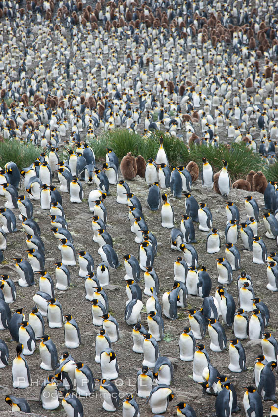 King penguin colony. Over 100,000 pairs of king penguins nest at Salisbury Plain, laying eggs in December and February, then alternating roles between foraging for food and caring for the egg or chick. South Georgia Island, Aptenodytes patagonicus, natural history stock photograph, photo id 24449