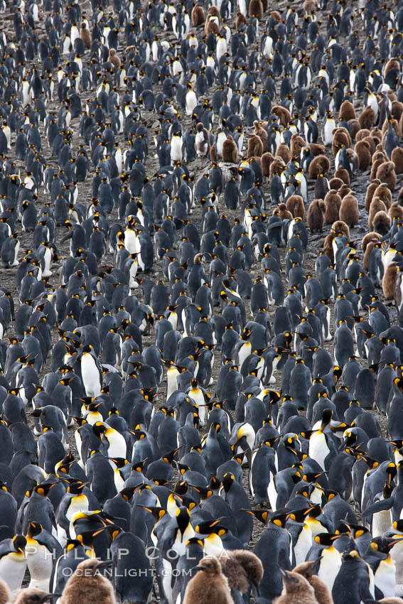 King penguin colony. Over 100,000 pairs of king penguins nest at Salisbury Plain, laying eggs in December and February, then alternating roles between foraging for food and caring for the egg or chick. South Georgia Island, Aptenodytes patagonicus, natural history stock photograph, photo id 24453