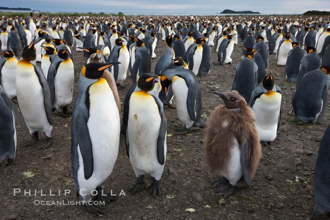 King penguins at Salisbury Plain.  Silver and black penguins are adults, while brown penguins are 'oakum boys', juveniles named for their distinctive fluffy plumage that will soon molt and taken on adult coloration. South Georgia Island, Aptenodytes patagonicus, natural history stock photograph, photo id 24457