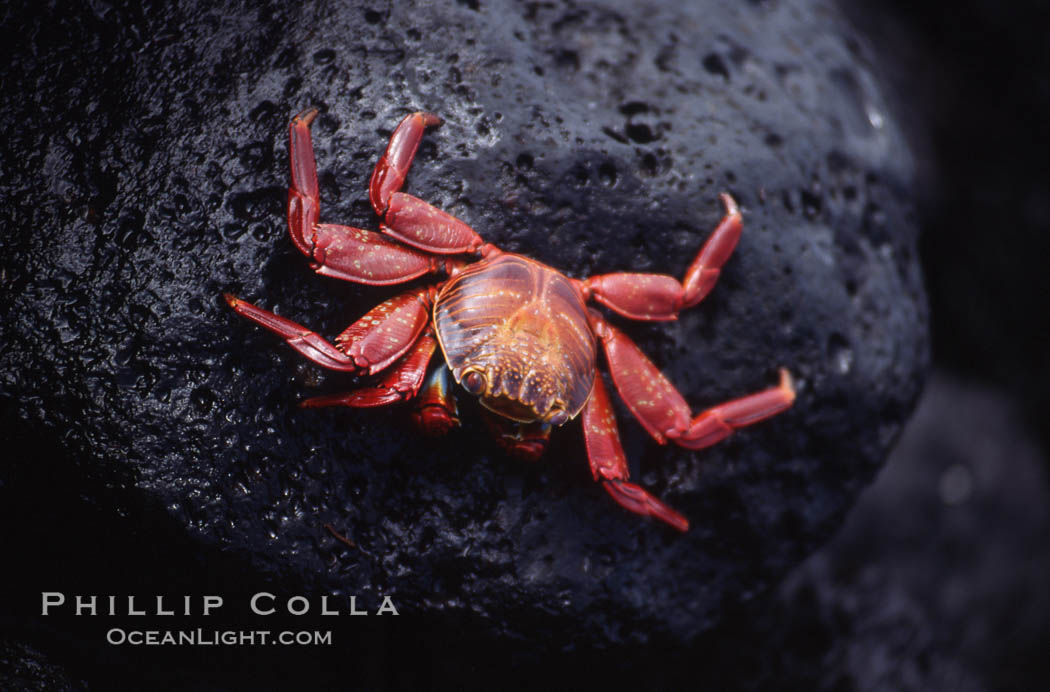 Sally Lightfoot crab. Galapagos Islands, Ecuador, Grapsus grapsus, natural history stock photograph, photo id 01894