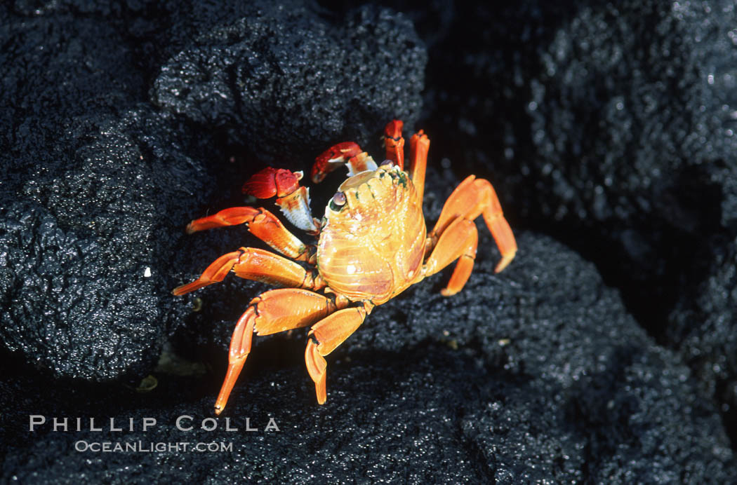 Sally Lightfoot crab. Galapagos Islands, Ecuador, Grapsus grapsus, natural history stock photograph, photo id 05588
