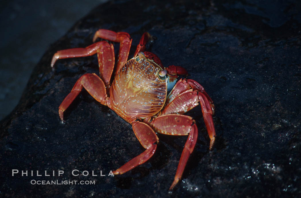 Sally Lightfoot crab. Galapagos Islands, Ecuador, Grapsus grapsus, natural history stock photograph, photo id 01896