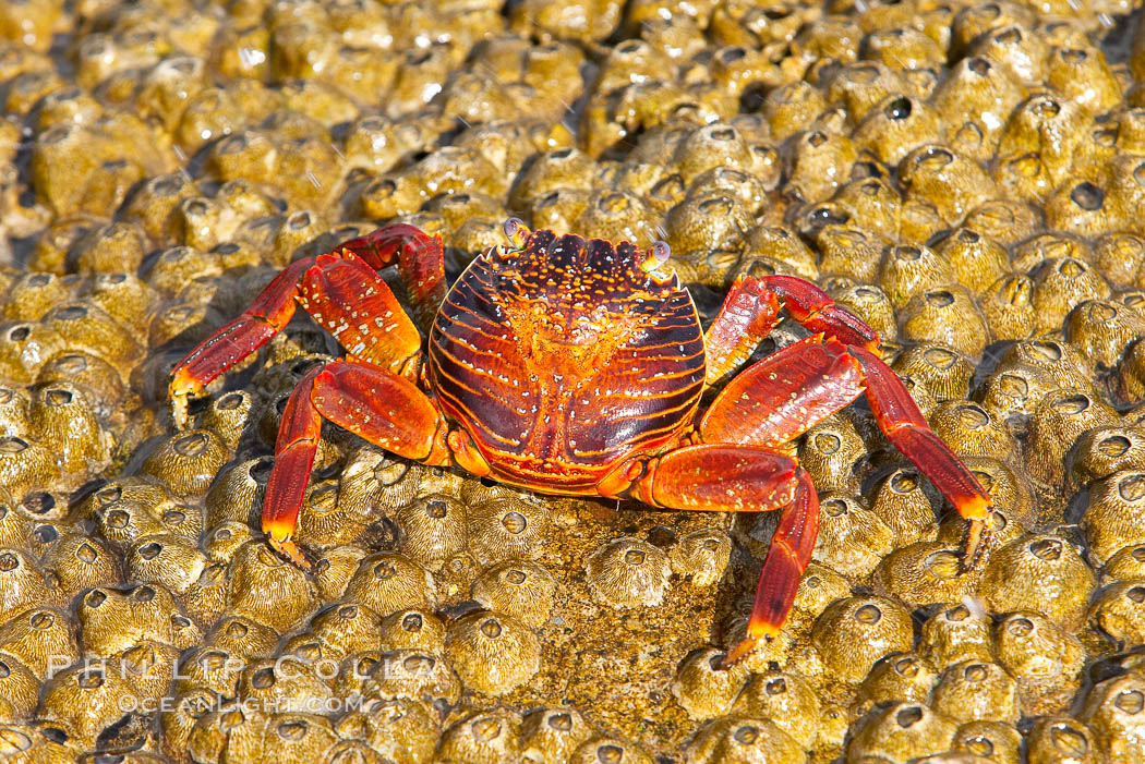 Sally lightfoot crab on barnacles. North Seymour Island, Galapagos Islands, Ecuador, Grapsus grapsus, natural history stock photograph, photo id 16604