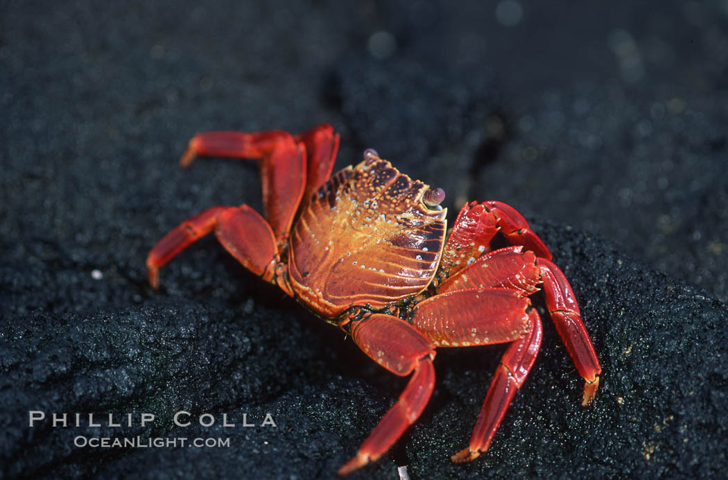Sally Lightfoot crab. Galapagos Islands, Ecuador, Grapsus grapsus, natural history stock photograph, photo id 05587