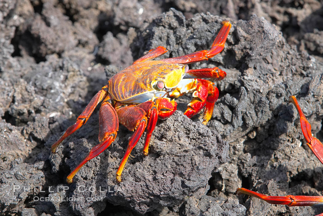 Sally lightfoot crab on volcanic rocks, Punta Albemarle. Isabella Island, Galapagos Islands, Ecuador, Grapsus grapsus, natural history stock photograph, photo id 16601