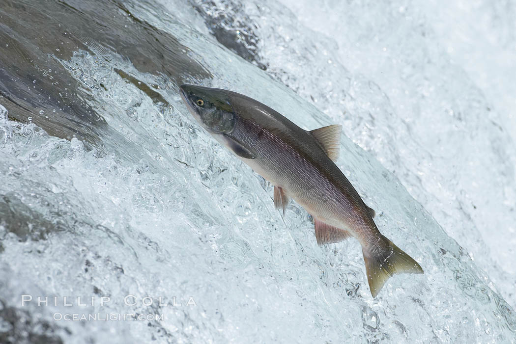 fish travel up waterfall